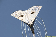 32 FESTIVAL CERVIA 2012 - 244